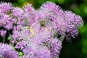 Greater meadow rue (thalictrum aquilegiifolium