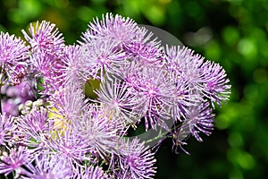 Greater meadow rue (thalictrum aquilegiifolium