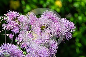 Greater meadow rue (thalictrum aquilegiifolium