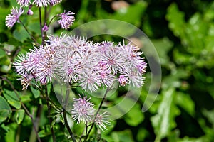 Greater meadow rue (thalictrum aquilegiifolium