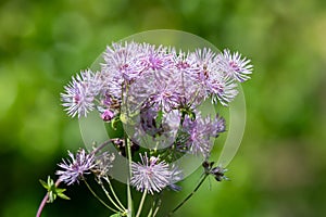 Greater meadow rue (thalictrum aquilegiifolium