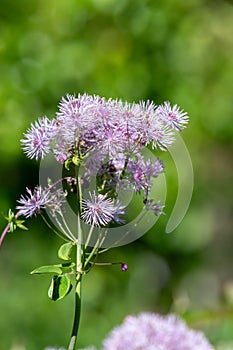 Greater meadow rue (thalictrum aquilegiifolium