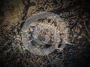 Greater Mountain Short-Horned Lizard, Phyrnosoma hernandesi, in