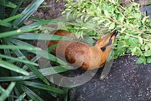 Greater mouse deer