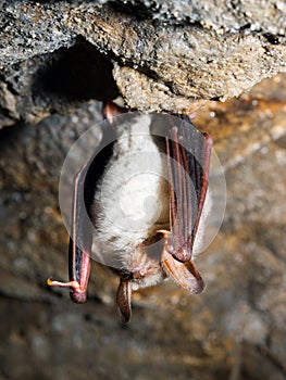 Greater mouse-eared bat