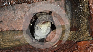 Greater mouse-eared bat Myotis myotis