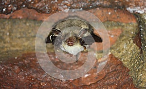 Greater mouse-eared bat Myotis myotis