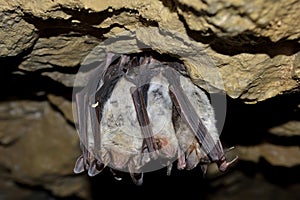 Greater mouse eared bat (Myotis myotis)