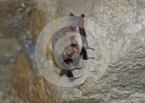 Greater mouse-eared bat ( Myotis myotis)