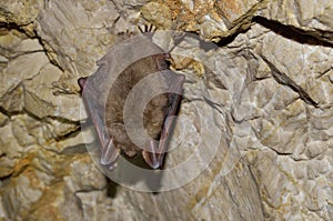 Greater mouse-eared bat ( Myotis myotis)