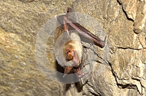 Greater mouse-eared bat ( Myotis myotis)