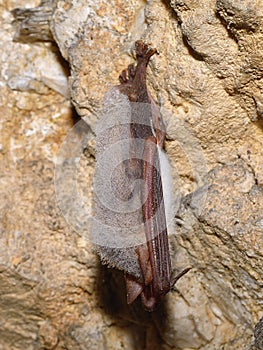 Greater mouse-eared bat ( Myotis myotis)