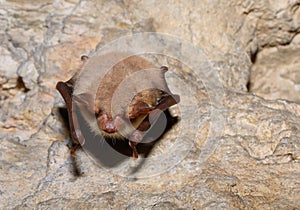 Greater mouse-eared bat ( Myotis myotis)