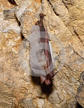 Greater mouse-eared bat ( Myotis myotis)