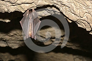 Greater mouse-eared bat Myotis myotis in the cave