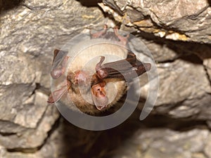 Greater mouse-eared bat Myotis myotis in the cave