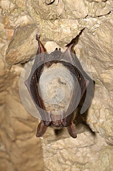 Greater mouse-eared bat Myotis myotis in the cave