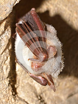 Greater mouse-eared bat Myotis myotis in the cave