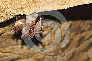 Greater mouse-eared bat Myotis myotis in the cave