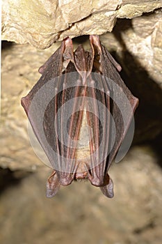 Greater mouse-eared bat Myotis myotis in the cave