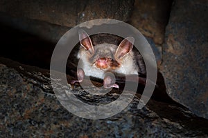 The greater mouse - eared bat - Myotis myotis - is a European species of bat in the family Vespertilionidae