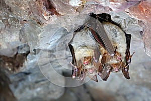 Greater mouse-eared bat, Myotis myotis, in the nature cave habitat, Cesky kras, Czech Rep. Underground animal sitting on stone. Wi