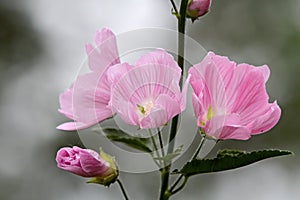 Greater musk-mallow plant with beautiful pink flowers