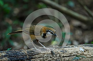 Greater Necklaced Laughingthrush Garrulax pectoralis