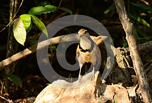 Greater Necklaced laughingthrush (Garrulax pectoralis)