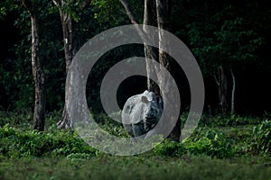 A greater one-horned rhino leaning against a tree to take rest from grazing at a meadow photo