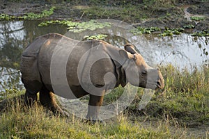 Greater one horned rhinoceros