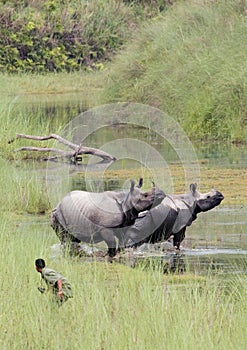 Greater One-horned Rhinoceros at Bardia national park, Nepal