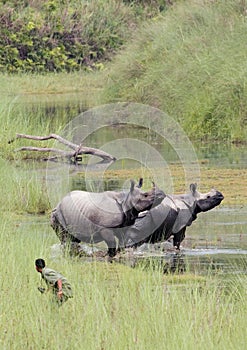 Greater One-horned Rhinoceros at Bardia national park, Nepal photo