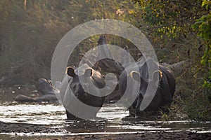 Greater One-horned Rhinoceros in Bardia, Nepal