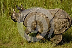 Greater one horned rhinoceros in Bardia, Nepal