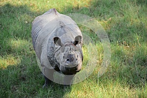 A greater one-horned rhinoceros grazing at Chitwan National Park in Nepal