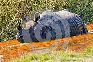 Greater One-horned Rhinoceros, Indian Rhinoceros, Asian Rhino, Rhinoceros unicornis, Wetlands, Royal Bardia National Park