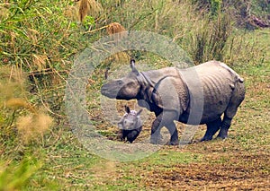 Greater One-horned Rhinoceros, Royal Bardia National Park, Nepal photo