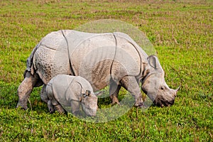 Greater one-horned Rhinoceros mom and her calf graze on the grasslands of Kaziranga photo