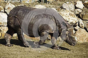 Greater one-horned rhinoceros in Pilsen