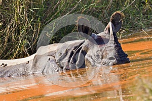 Greater One-horned Rhinoceros, Rhinoceros unicornis