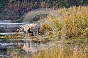 Greater One-horned Rhinoceros, Royal Bardia National Park, Nepal