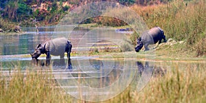 Greater One-horned Rhinoceros, Royal Bardia National Park, Nepal