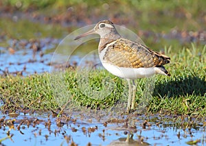 Greater Painted Snipe