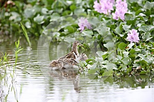 Greater painted snipe family