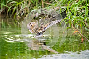 Greater Painted Snipe Formal Name: Rostratula benghalensis