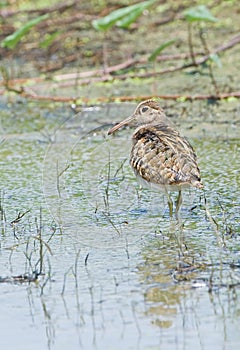 Greater Painted-snipe (male)