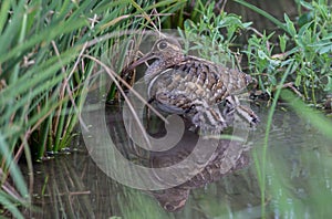 Greater Painted-snipe males taking care of children Earn a living in the fields