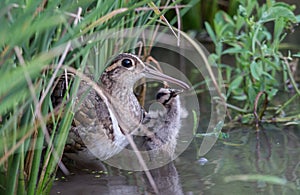 Greater Painted-snipe males taking care of children Earn a living in the fields