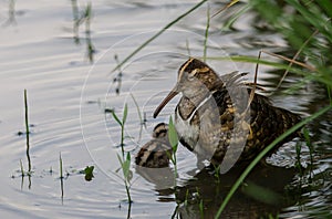 Greater Painted-snipe males taking care of children Earn a living in the fields